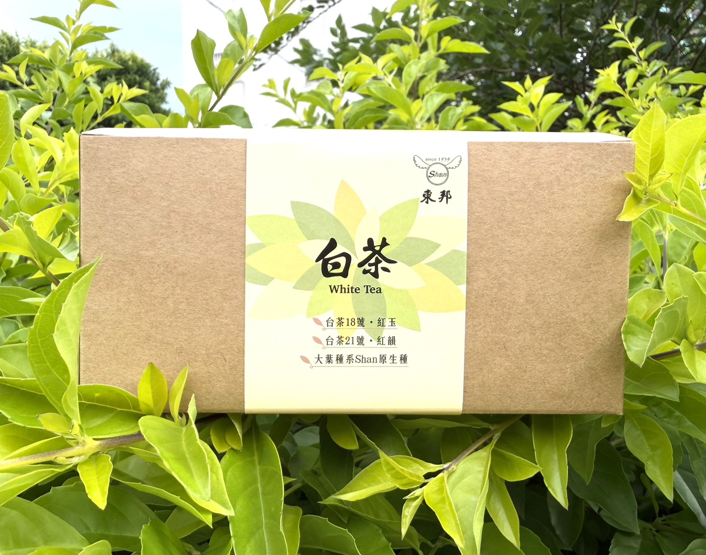老茶樹白茶｜文創環保精美包(20g)｜一年白茶
